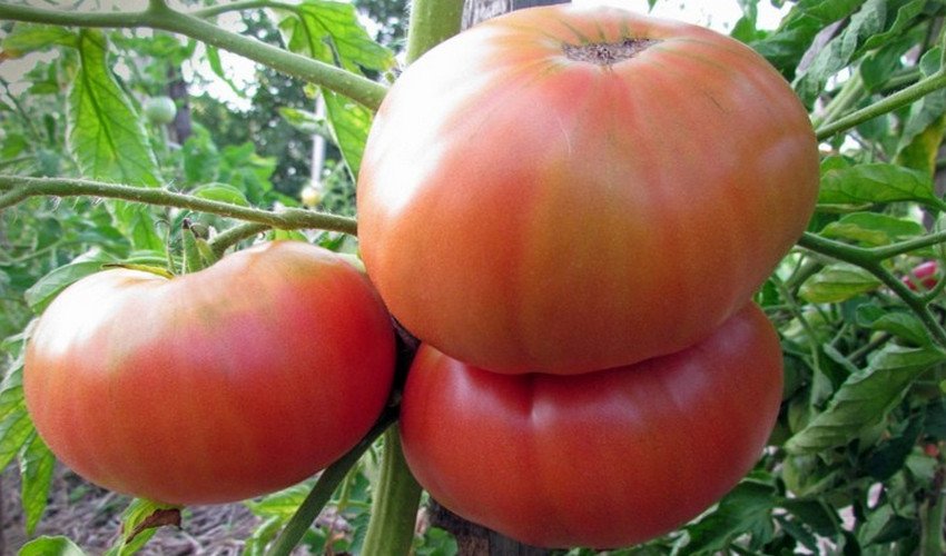 Томат Гордість Сибіру Томат Гордість Сибіру