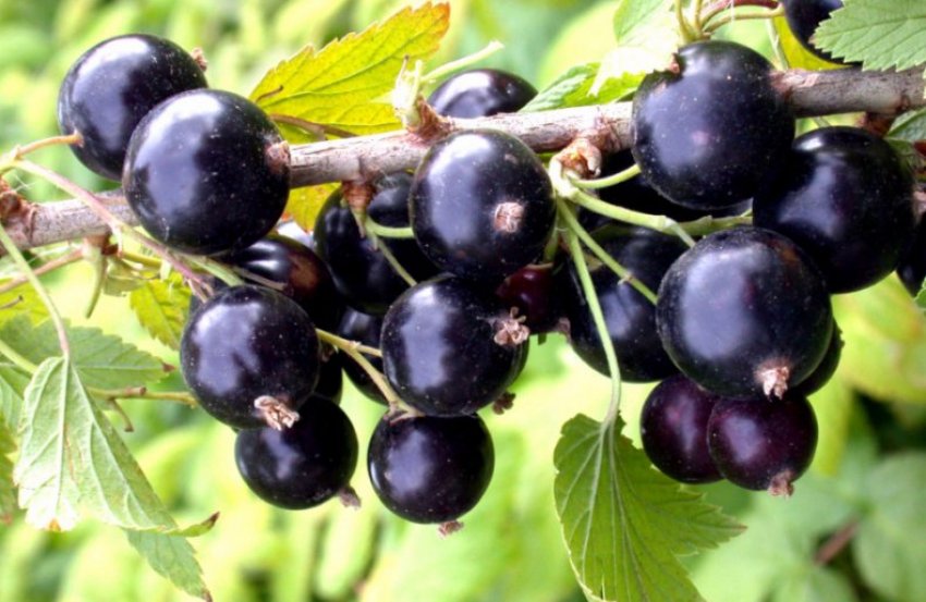 Смородина Сильна