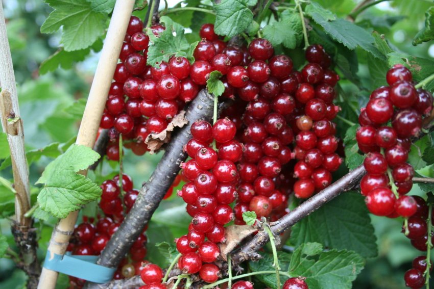 Червона смородина Уральська красуня