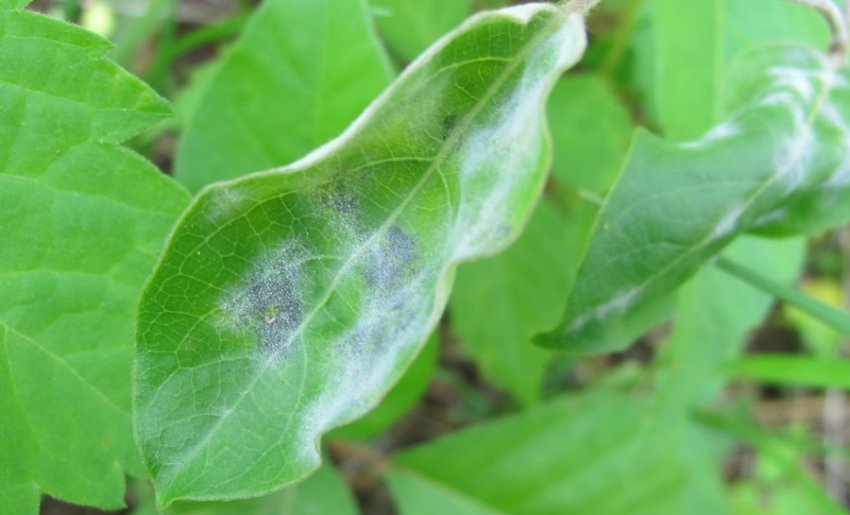 Борошниста роса на жимолості Борошниста роса на жимолості