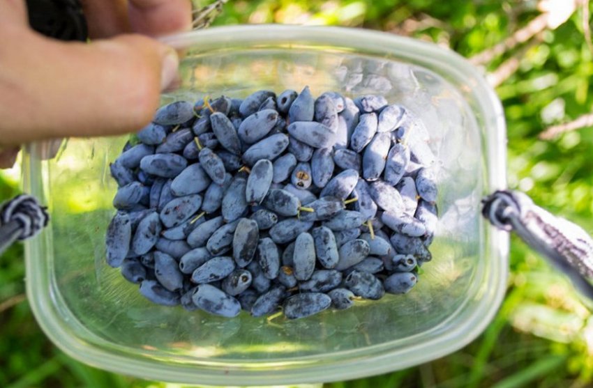 Збір врожаю жимолості Збір врожаю жимолості