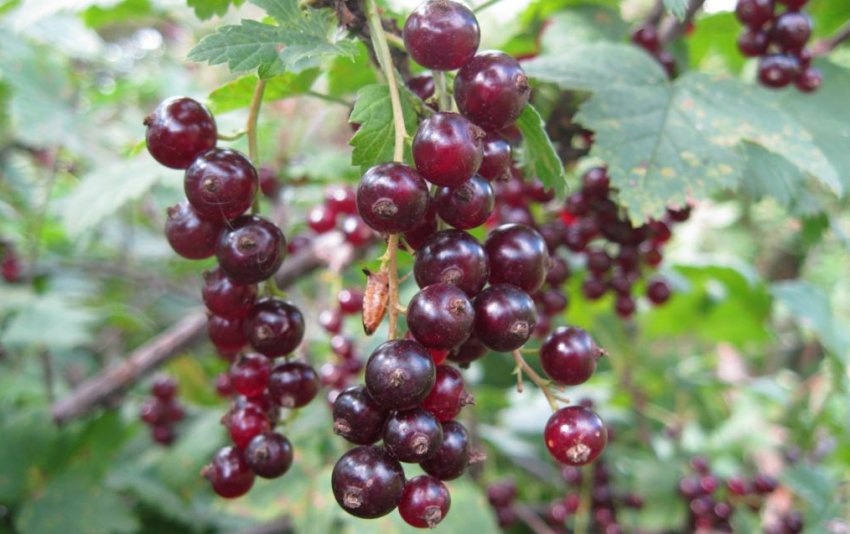 Червона смородина Рачновская