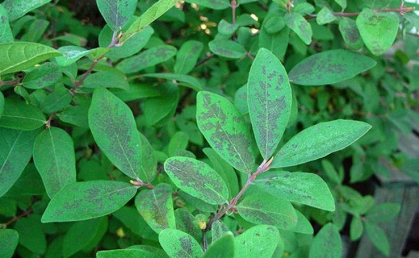 Церкоспороз жимолості Церкоспороз жимолості