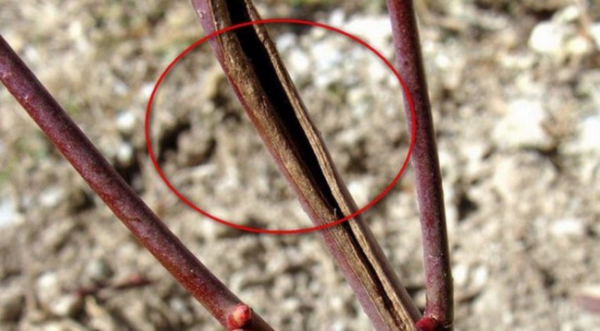 Туберкуляриоз жимолості Туберкуляриоз жимолості