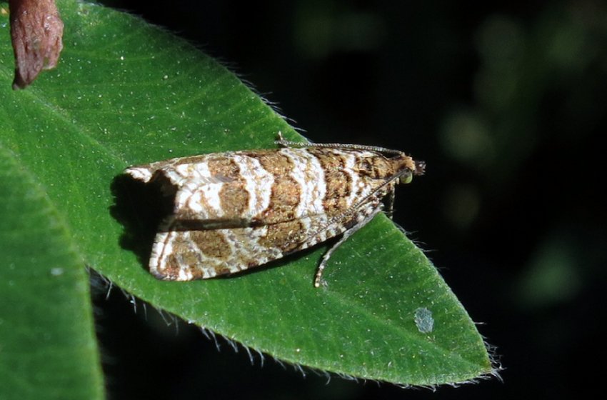 Листовійка на жимолості Листовійка на жимолості