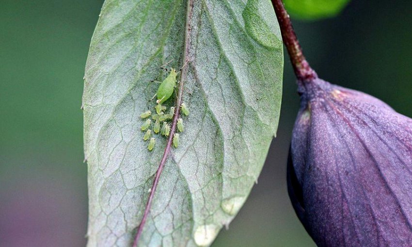 Попелиця на жимолості Попелиця на жимолості
