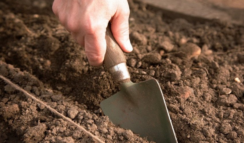 Томат Гордість Сибіру Томат Гордість Сибіру