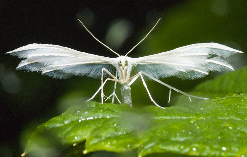 Пальцекрылка на жимолості Пальцекрылка на жимолості