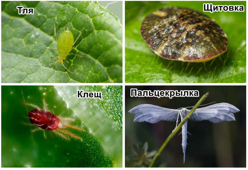 Шкідники жимолості Шкідники жимолості