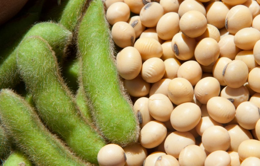 В США прогнозують зниження «соєвих темпів»