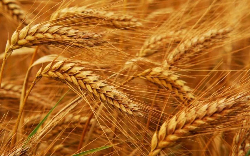 Киприотские селекціонери з двох класичних сортів пшениці зробили один унікальний