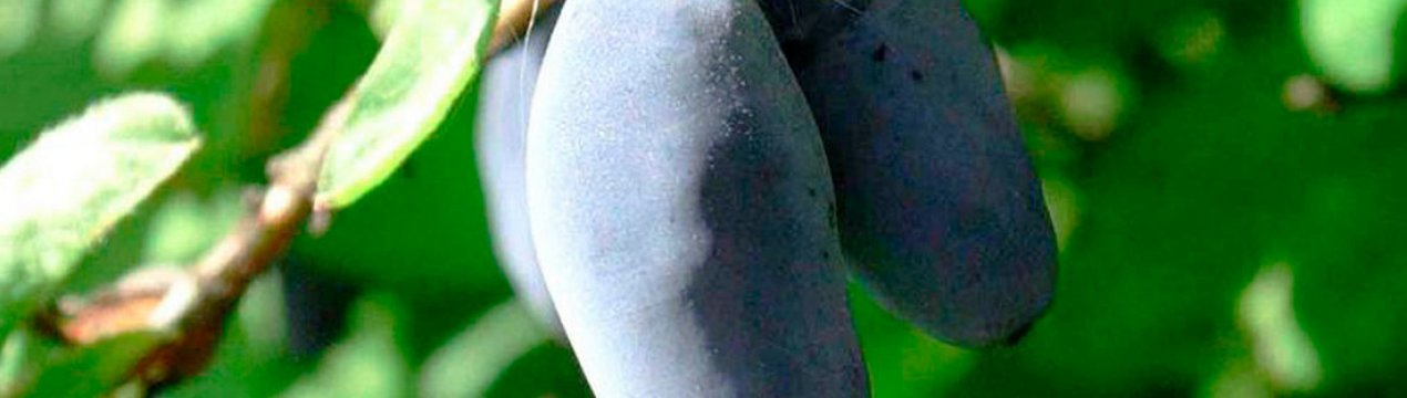 Характеристика та особливості вирощування сорти жимолості Синичка