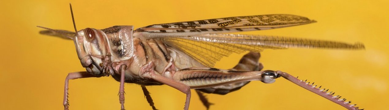 Полчища сарани виявлені в Луганській області