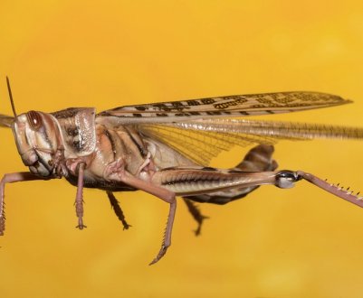 Полчища сарани виявлені в Луганській області 