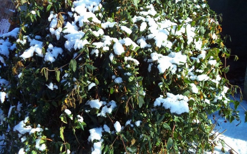 Жимолость взимку