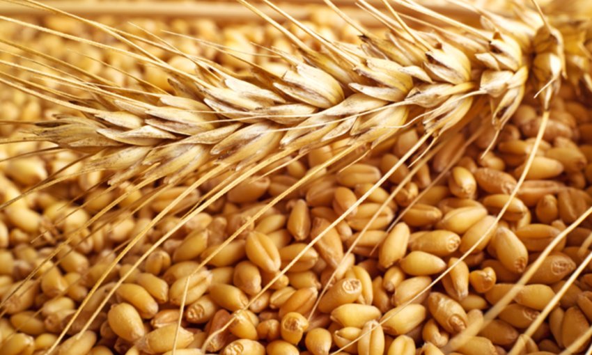 Краснодарські аграрії подолали 10-мільйонний бар'єр Краснодарські аграрії подолали 10-мільйонний бар'єр