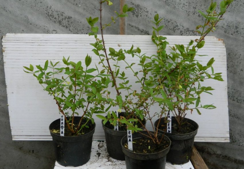 Саджанці жимолості