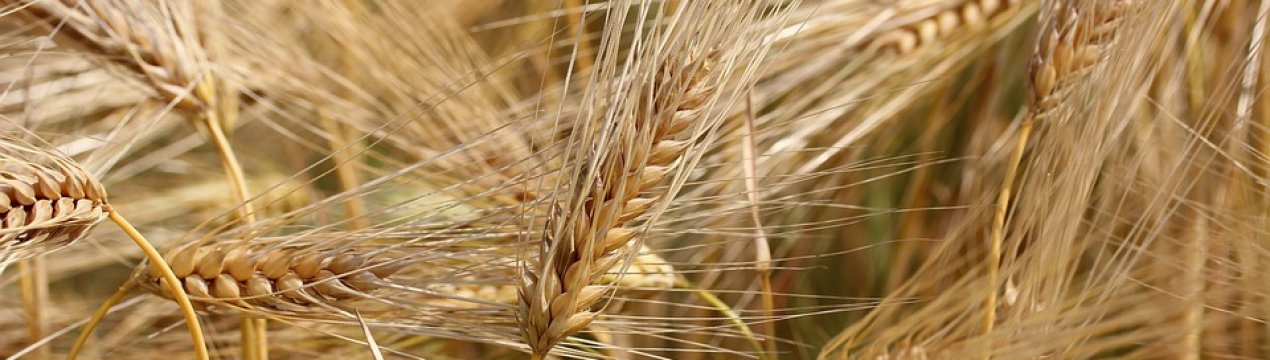 У Хмельницькій області горіло пшеничне поле