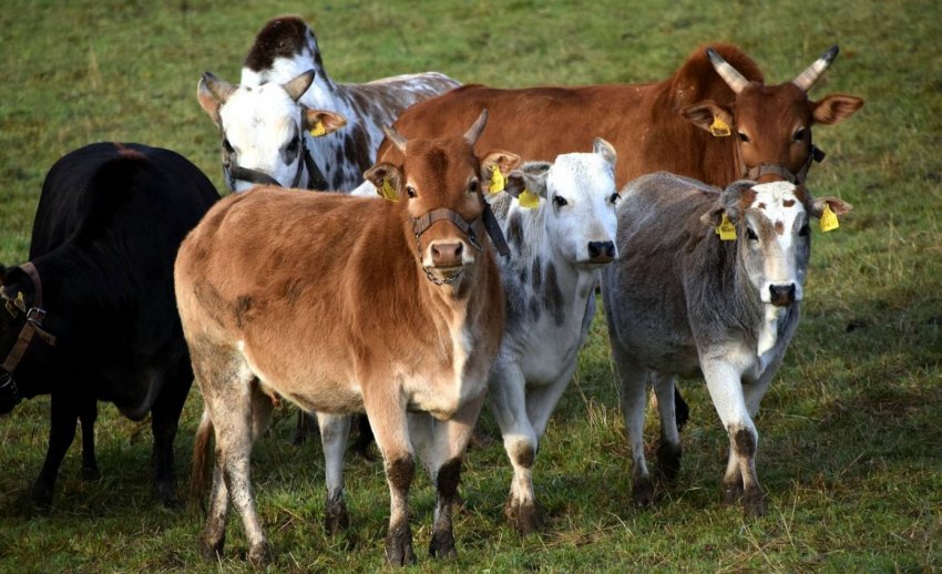 Алтайські скотарі нарощують темпи продажу корів