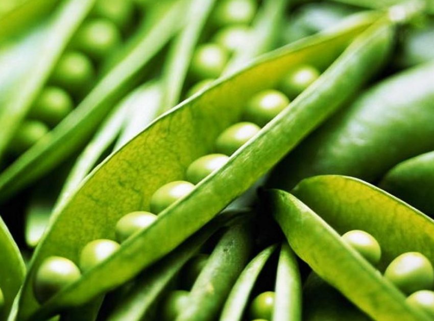 Цукровий сорт гороху Цукровий сорт гороху