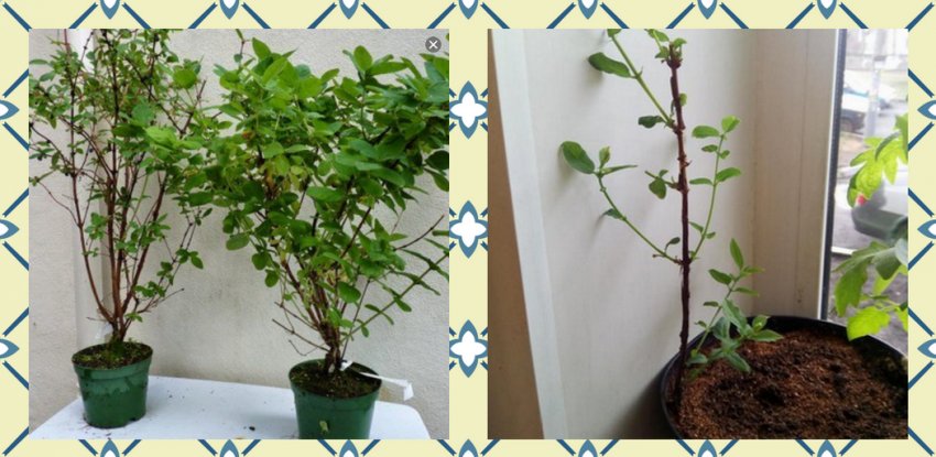 Жимолость на балконі в горщику Жимолость на балконі в горщику