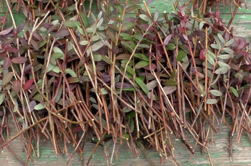 Живці журавлини Живці журавлини