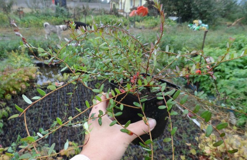 Саджанець журавлини Саджанець журавлини