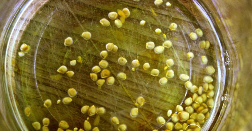 Знезараження томатів Знезараження томатів