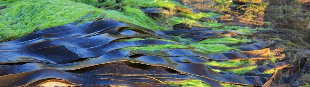 Водорості як корм для худоби знаходять світову популярність