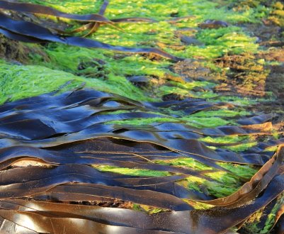 Водорості як корм для худоби знаходять світову популярність