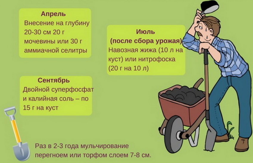 Підживлення жимолості