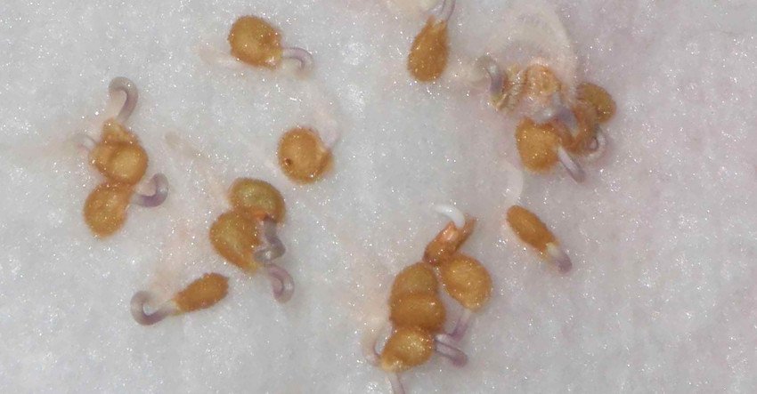 Насіння томатів Насіння томатів