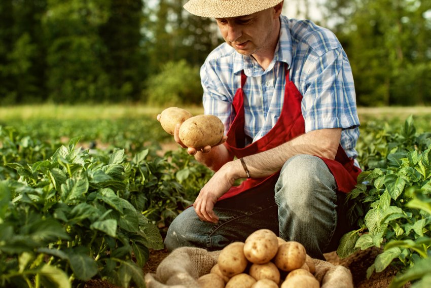 Красноярські селяни отримають 60 мільярдів рублів на професійні потреби Красноярські селяни отримають 60 мільярдів рублів на професійні потреби