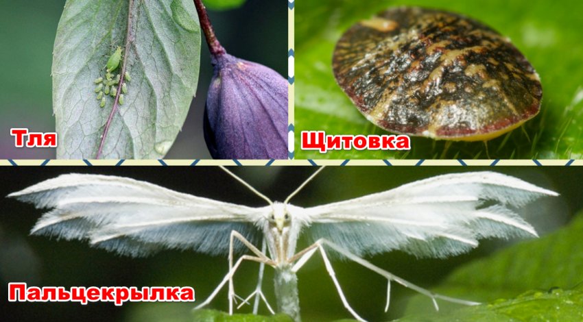 Шкідники жимолості