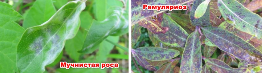 Грибкові захворювання