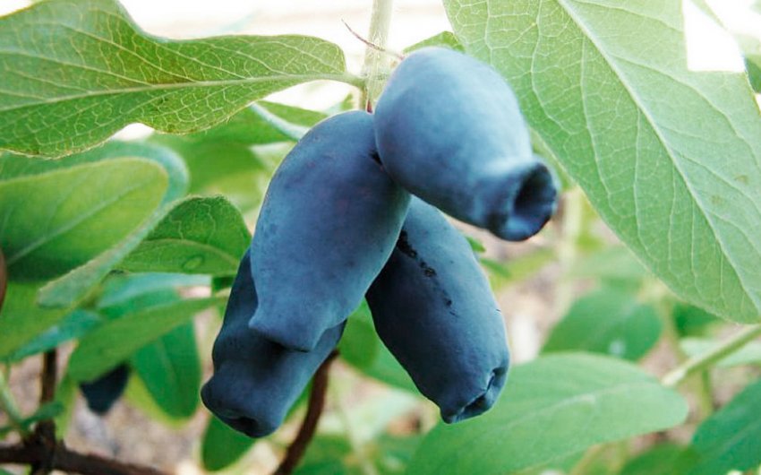 Жимолость Амфора