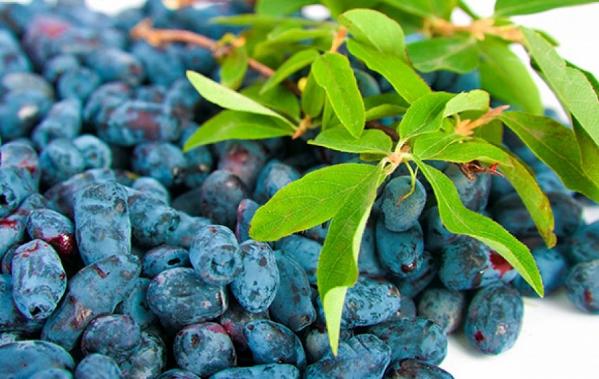 Жимолость Німфа