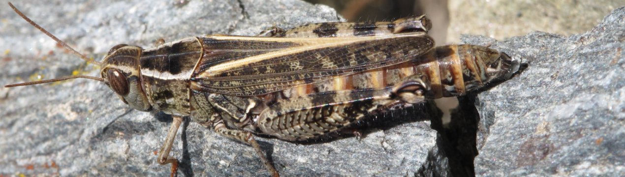 Сарана розміром з горобця атакує поля Кабардино-Балкарії