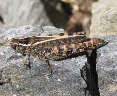 Сарана розміром з горобця атакує поля Кабардино-Балкарії