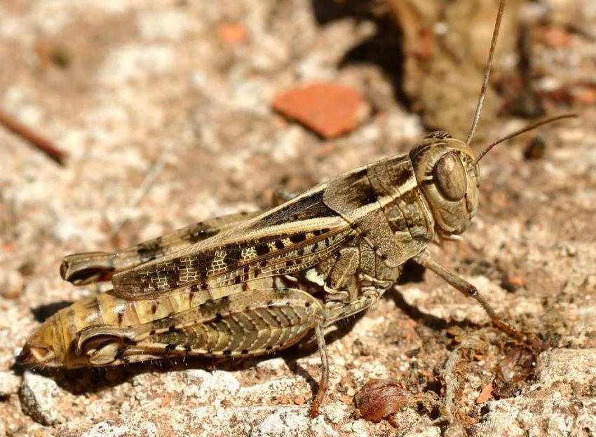 Сарана розміром з горобця атакує поля Кабардино-Балкарії Сарана розміром з горобця атакує поля Кабардино-Балкарії