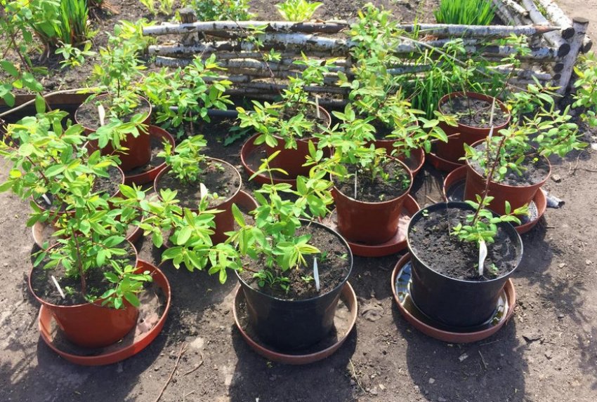 Саджанці жимолості