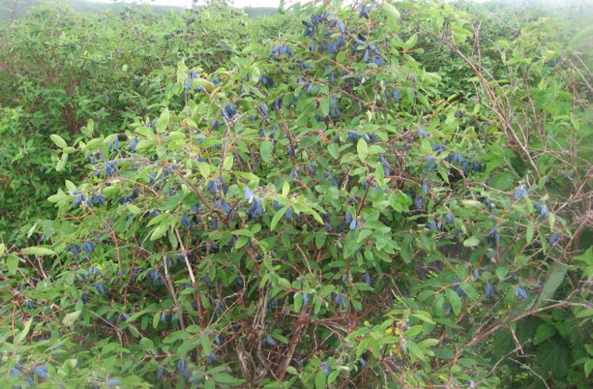 Кущ жимолості