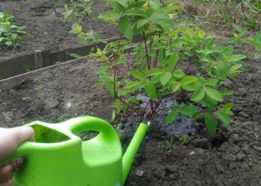 Полив жимолості