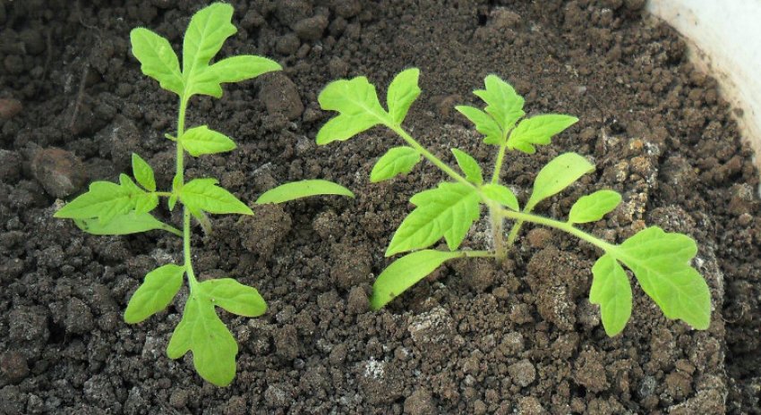 Розсада томатів Розсада томатів