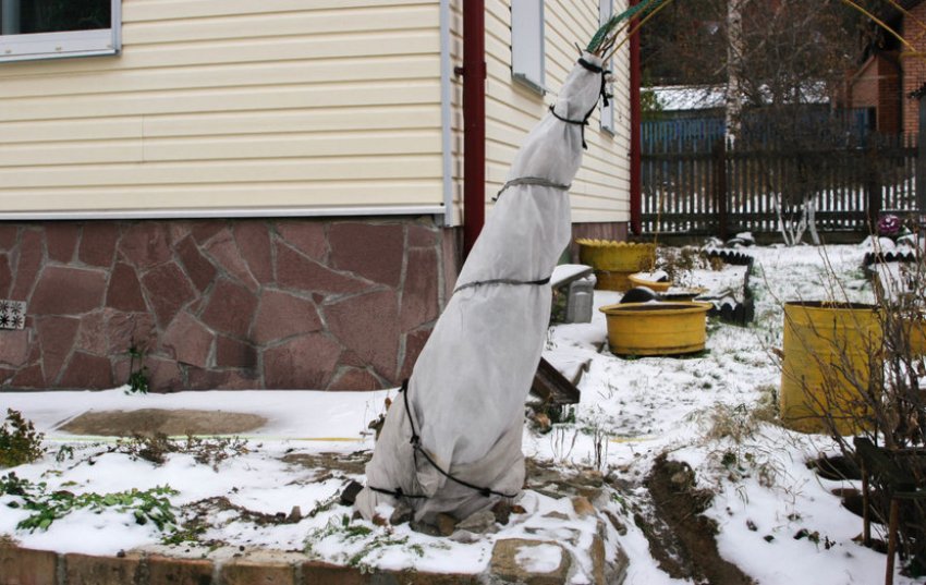 Укриття жимолості