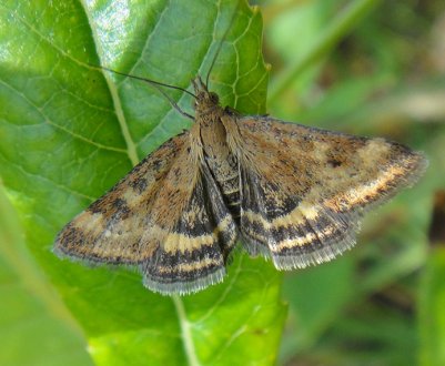 Як позбутися від вогнівки на смородині