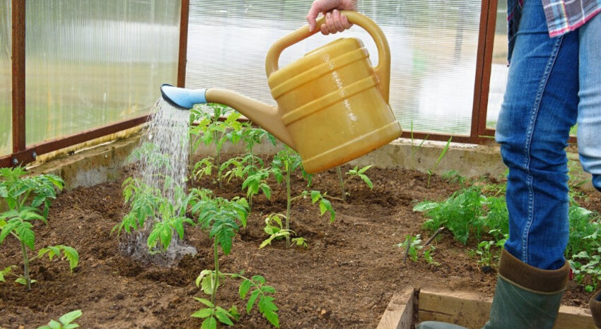 Полив томатів Полив томатів