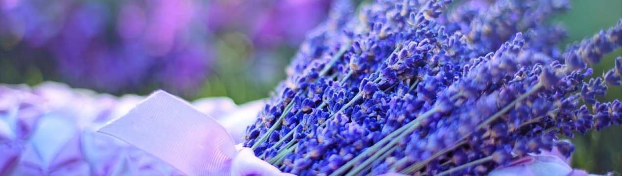 Українські фермери освоюють професію «лавандиста»