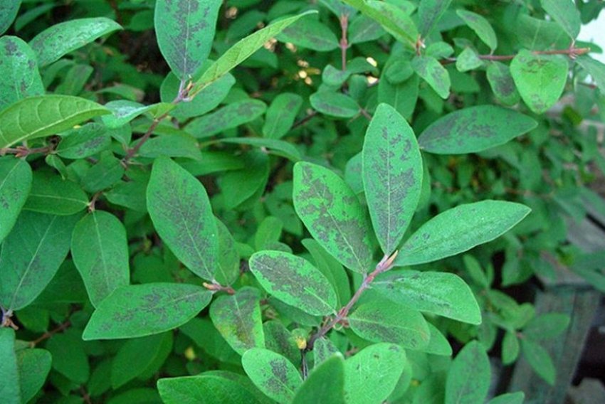 Сажістий гриб жимолості