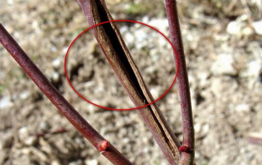 Туберкуляриоз жимолості